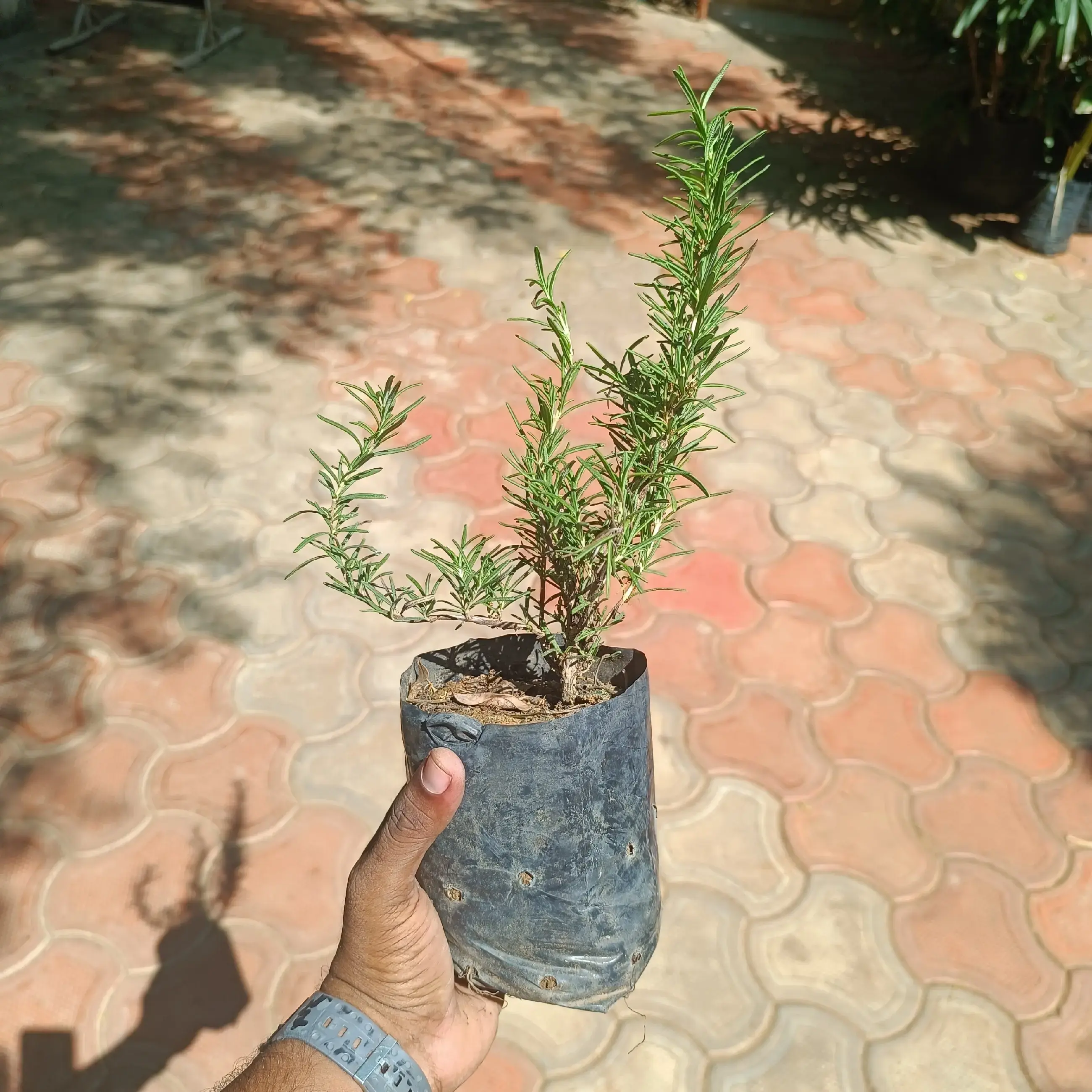ROSEMARY PLANT