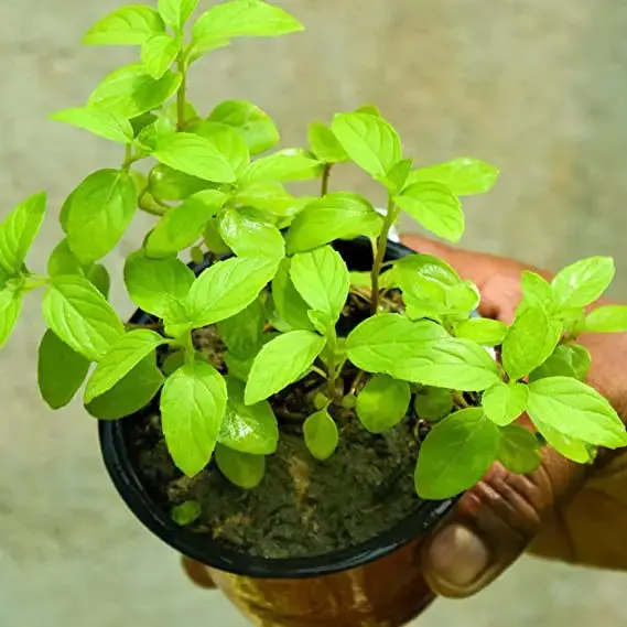 MINT TULASI PLANT
