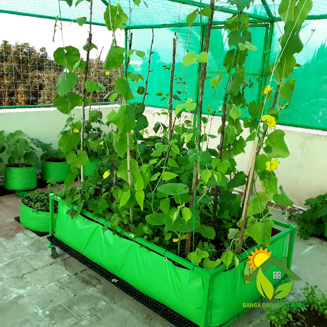 Order 5' x 3' x 1' HDPE Rectangle Grow Bag 200GSM Tk Online From