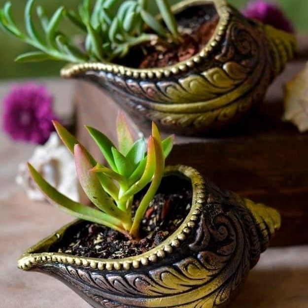 The Handicraftian Sankh Planter Set of 3 thumbnail 2