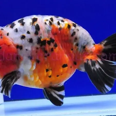 Juldom Fish Calico Ranchu Goldfish