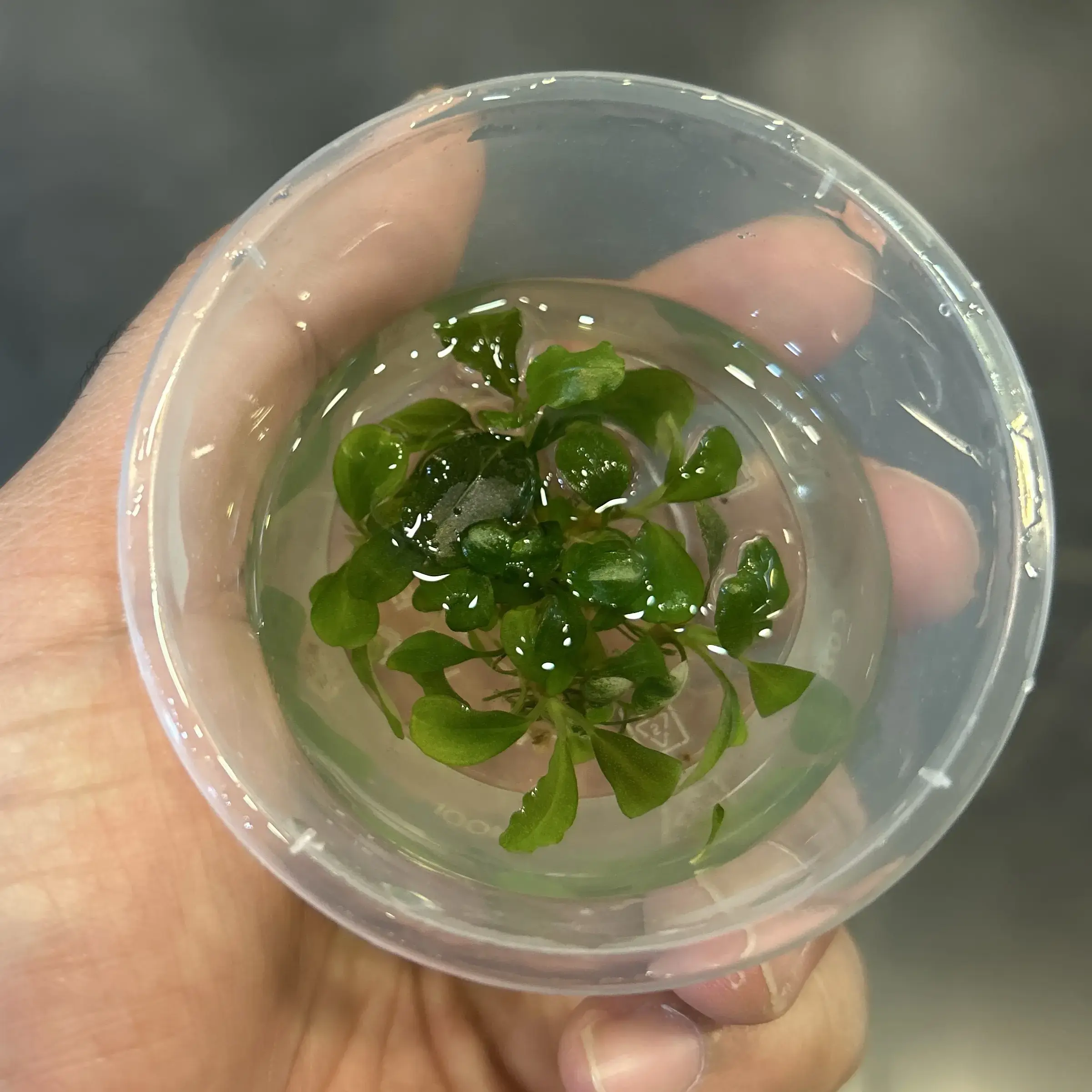 Buy Bucephalandra brownie ghost online at best price | Happyplants