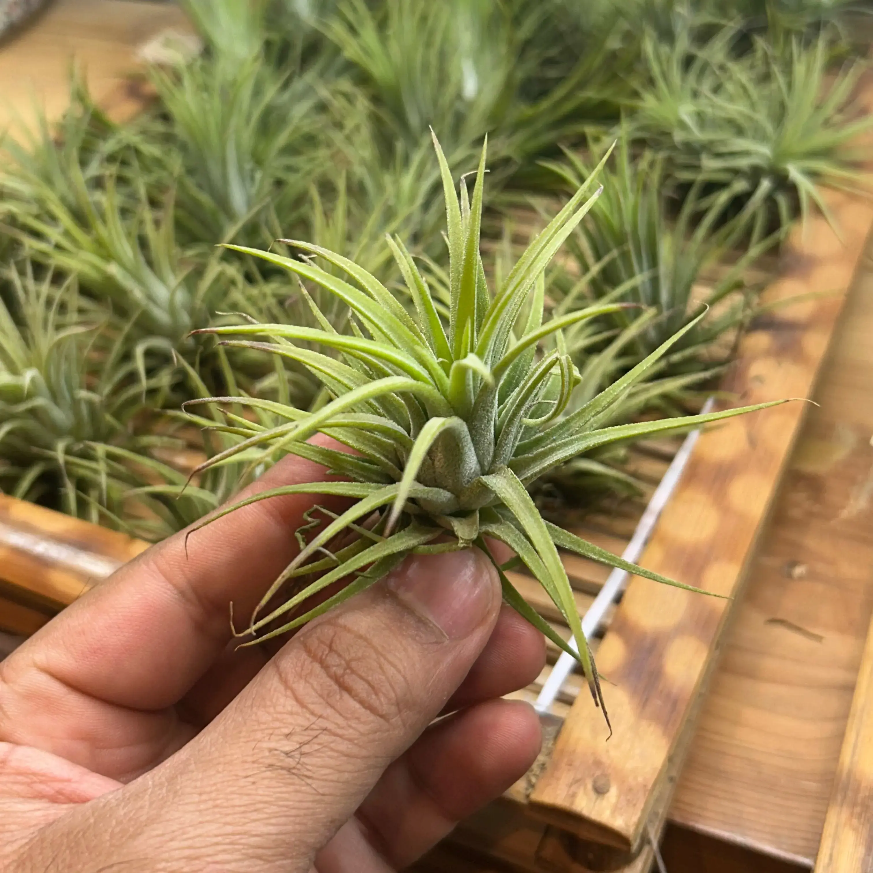 Buy Tillandsia ionantha red online at best price | Happyplants