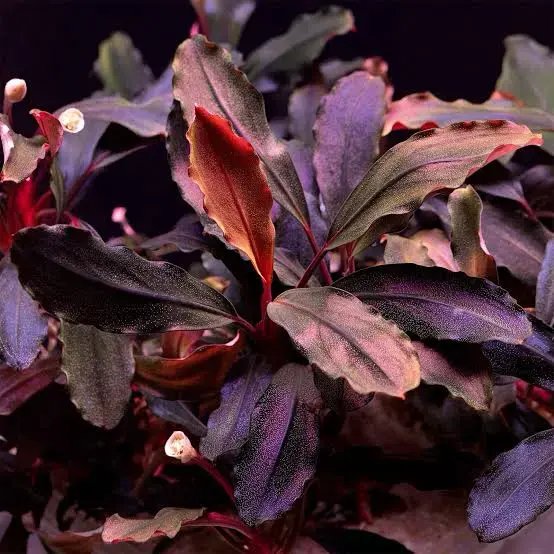 水草 Bucephalandra sp.Ghost west kalimantan Buy Bucephalandra brownie ghost online at best price | Happyplants