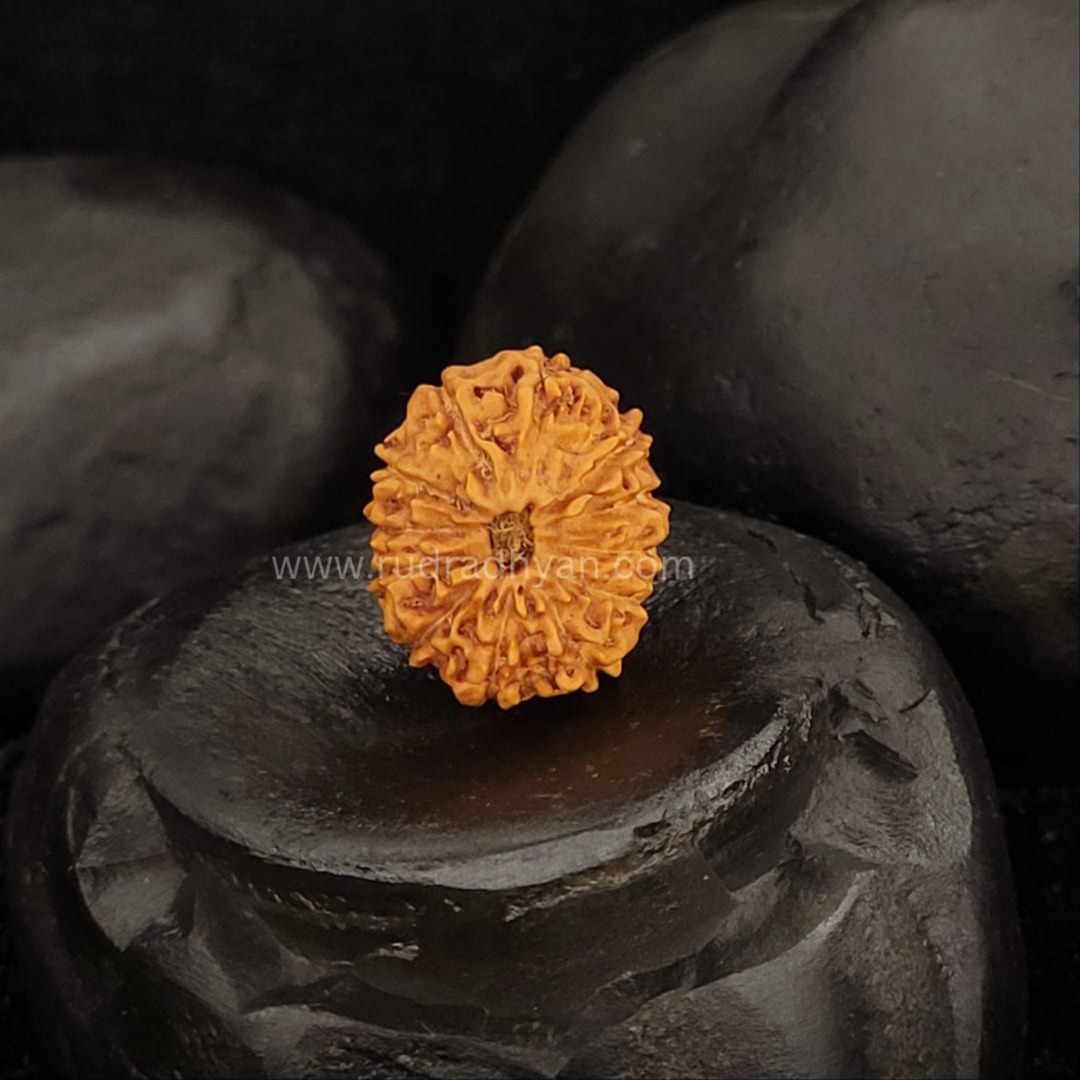 Mujad Raksha Buy 12 Mukh rudraksha (Indonesian) online at best price