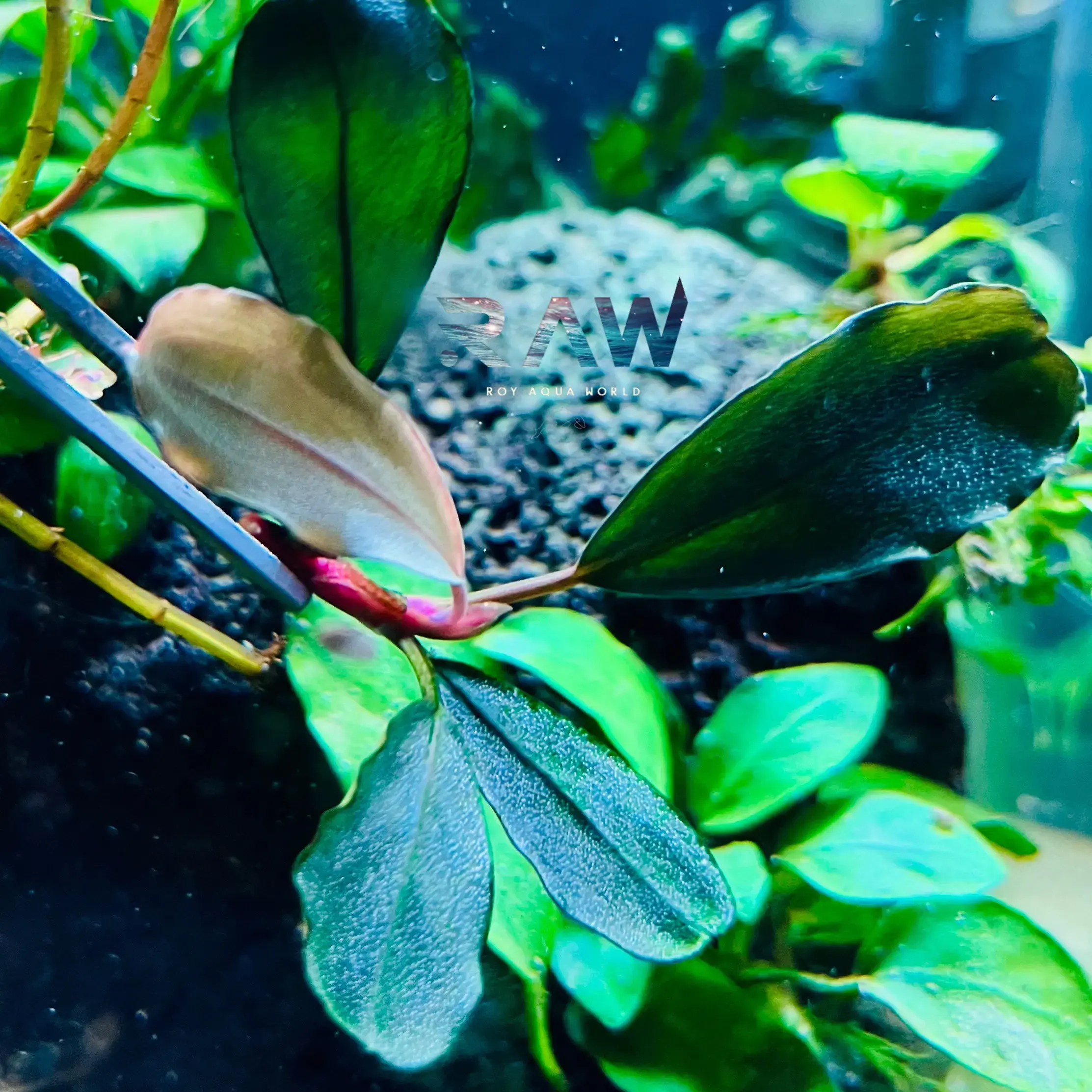 水草 Bucephalandra sp.brownie Ghost west kali Bucephalandra Brownie Ghost | AquaticMotiv