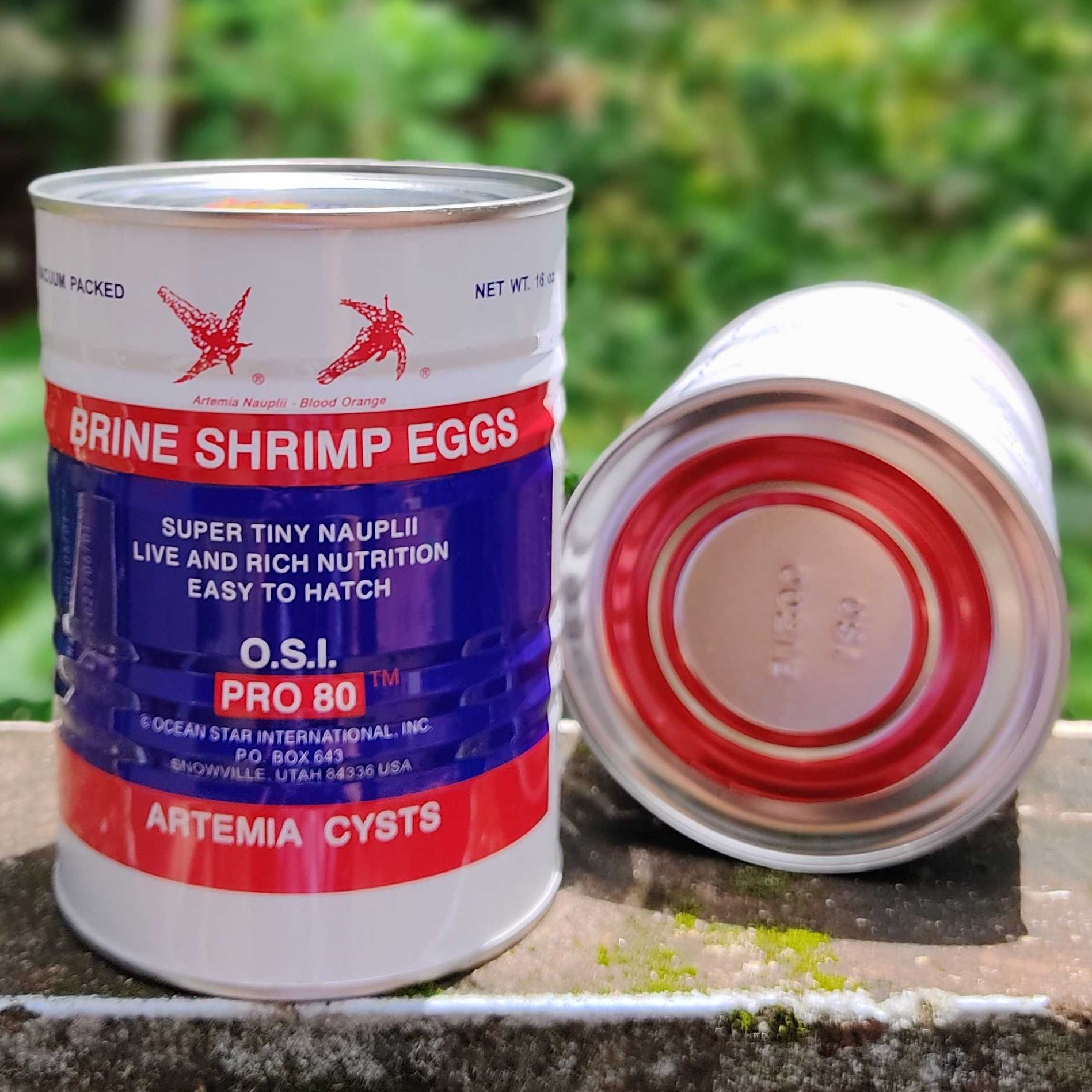 Discover 54+ osi red ring artemia super hot vova.edu.vn