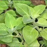Pan-owa (Plectranthus amboinicus) - 1