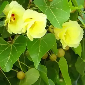 Parosa Pimpal (Thespesia populnea) - 1