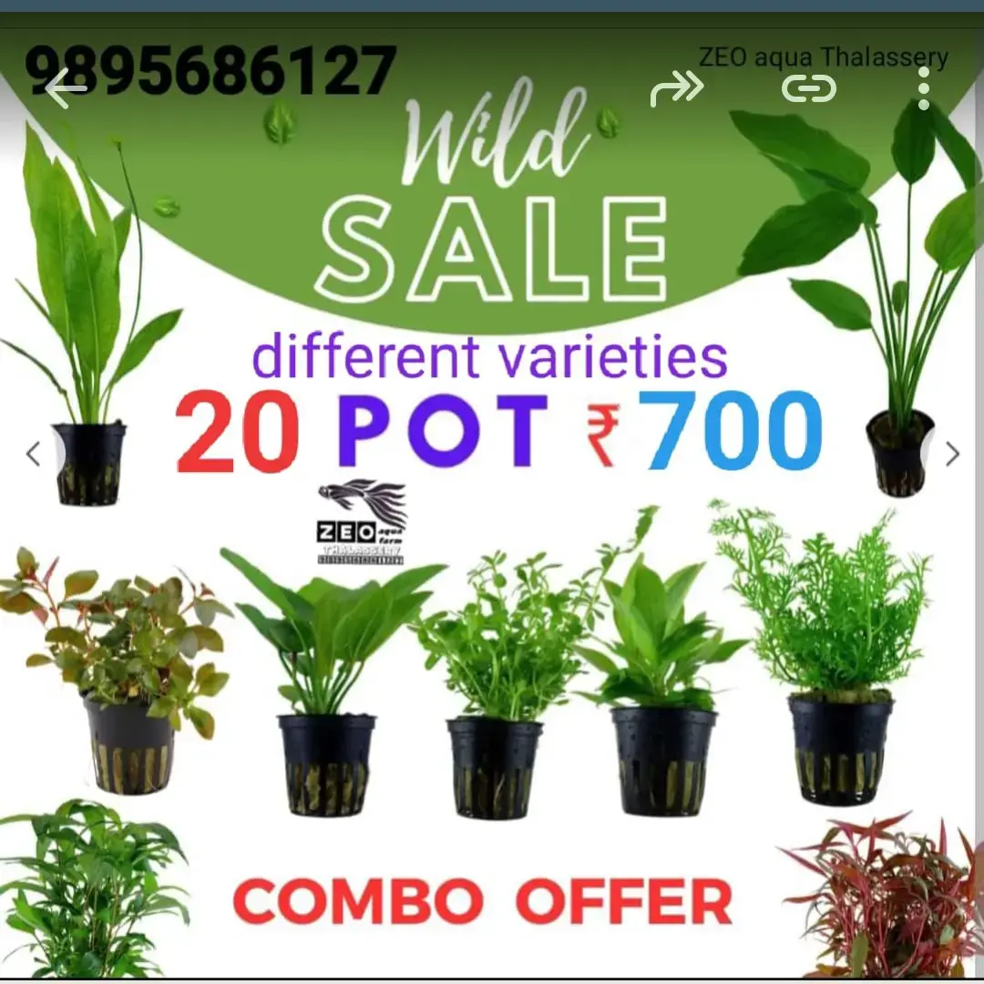 Buy 20 Different Types Of Poted Aquatic Plants online at best