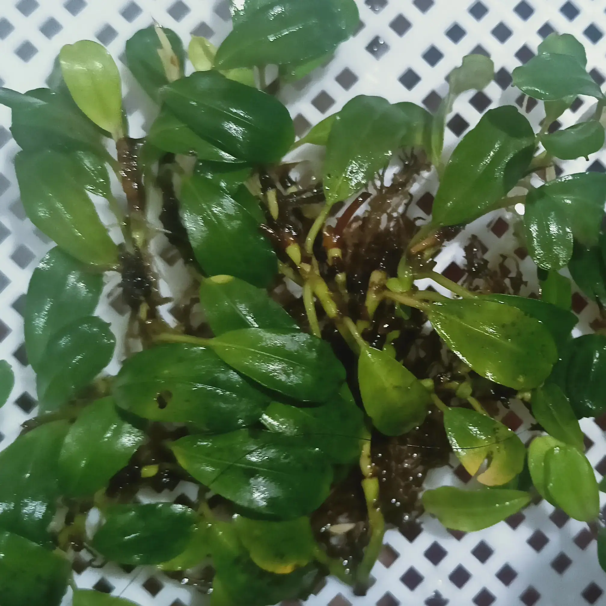 Buy Bucephalandra Melawi online at best price | ZEO AQUA THALASSERY