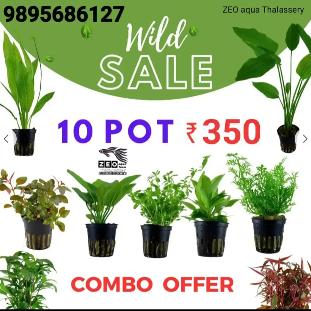elodea aquarium plant Elodea Najas