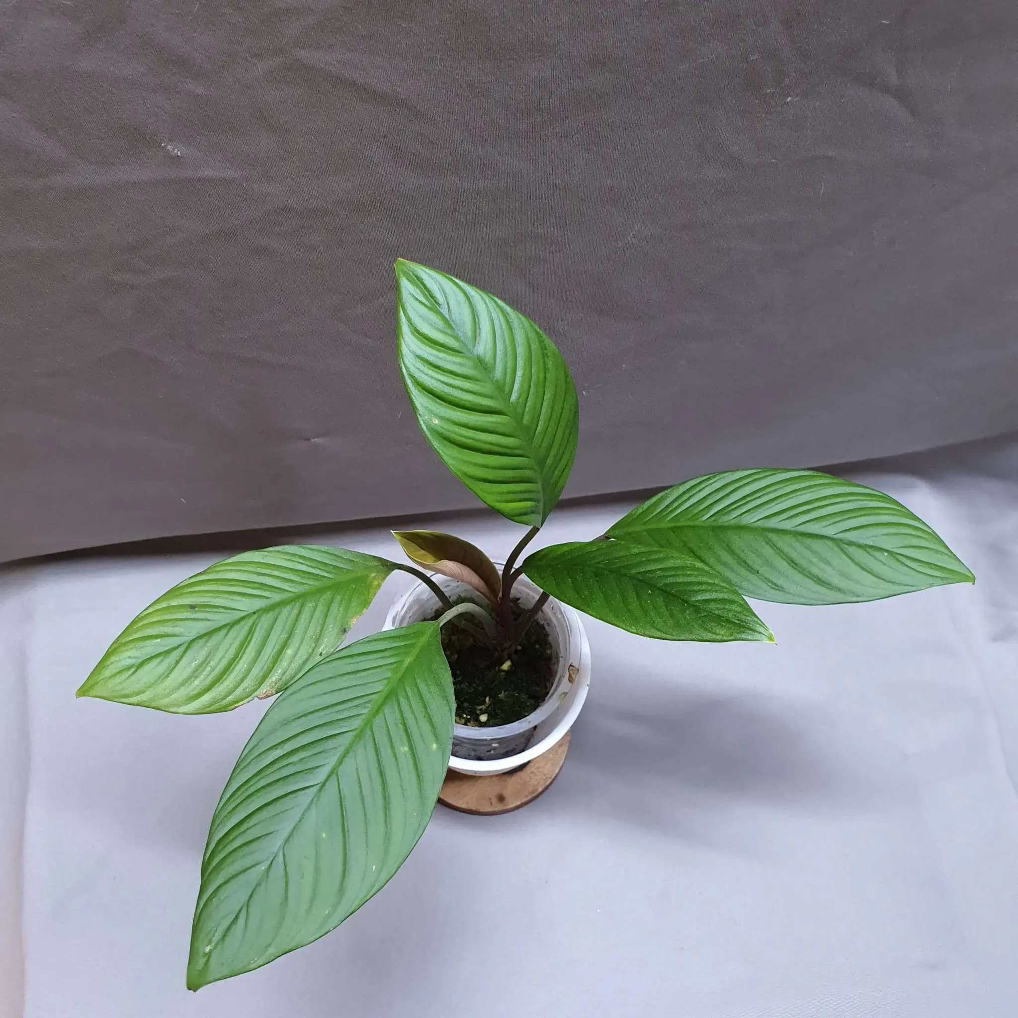 Buy Homalomena Green online at best price | Greeny Bamboo Nursery