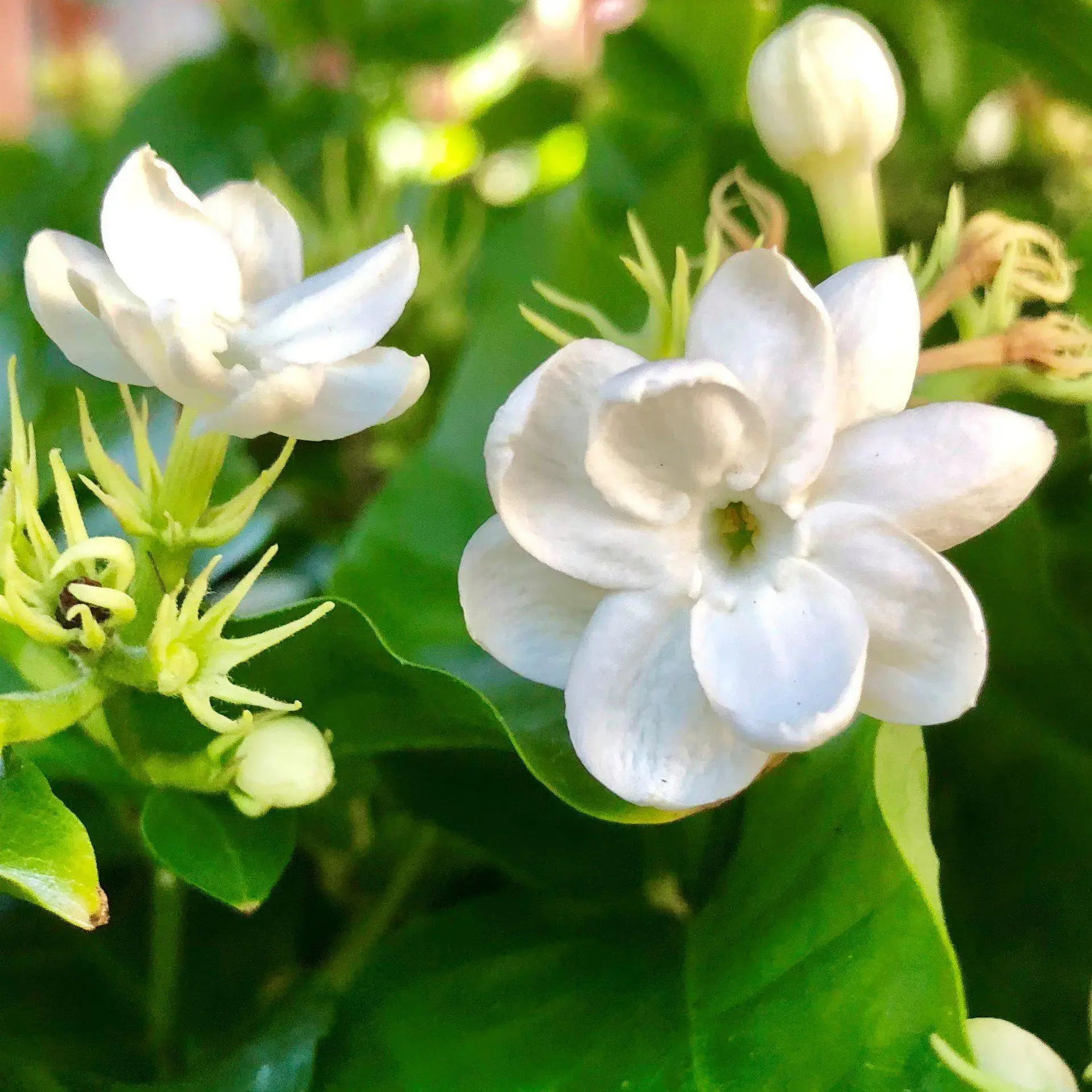 【Jasmine様】専用 Buy Jasmine Plant online at best price | Snehalata Akash Meshram