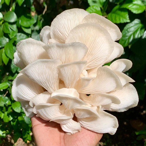 Buy Fresh White Oyster Mushroom (500gm) online at best price 