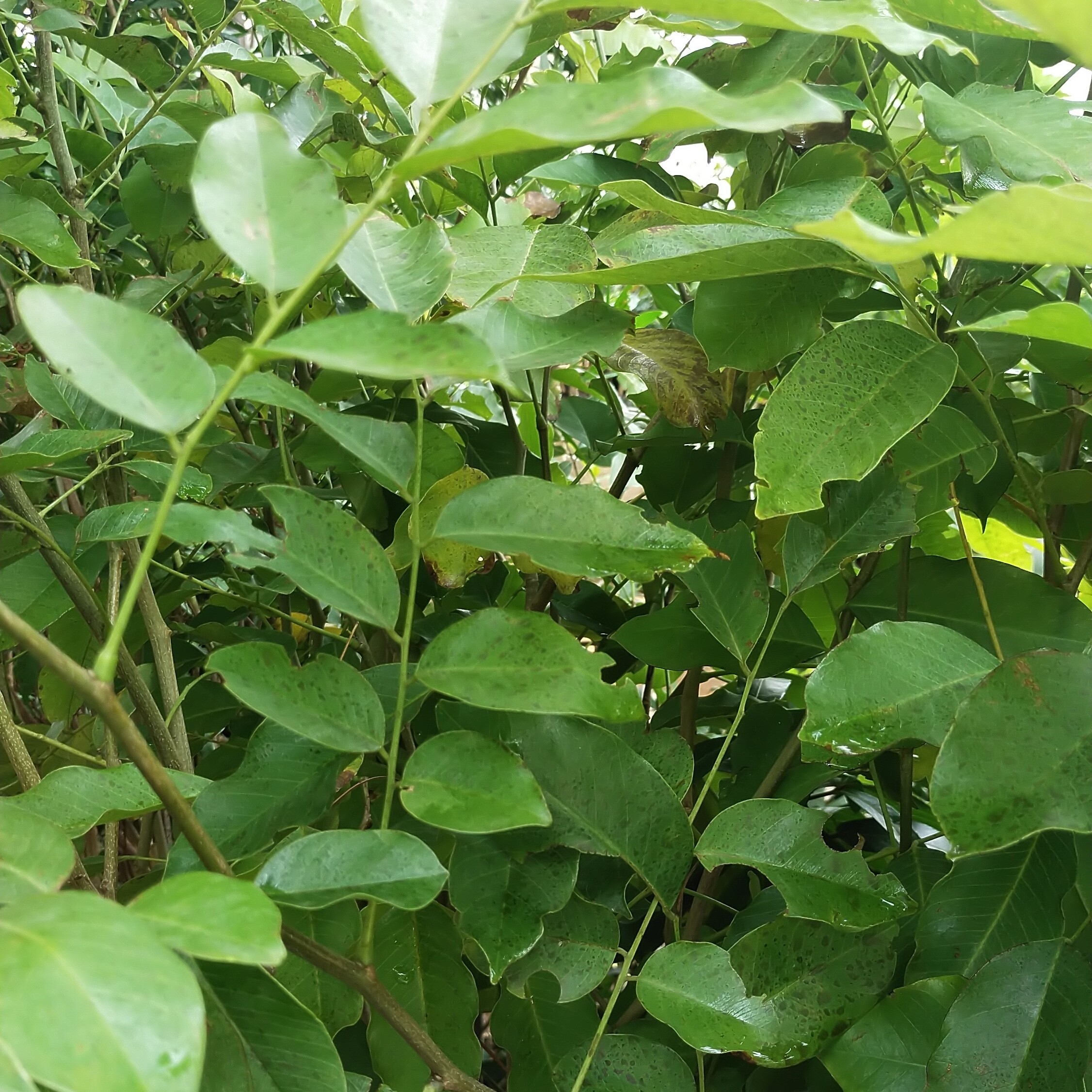 வேங்கை - 1