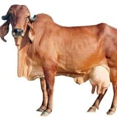 A2 Gir Cow Milk ( Go Amrut) - 1