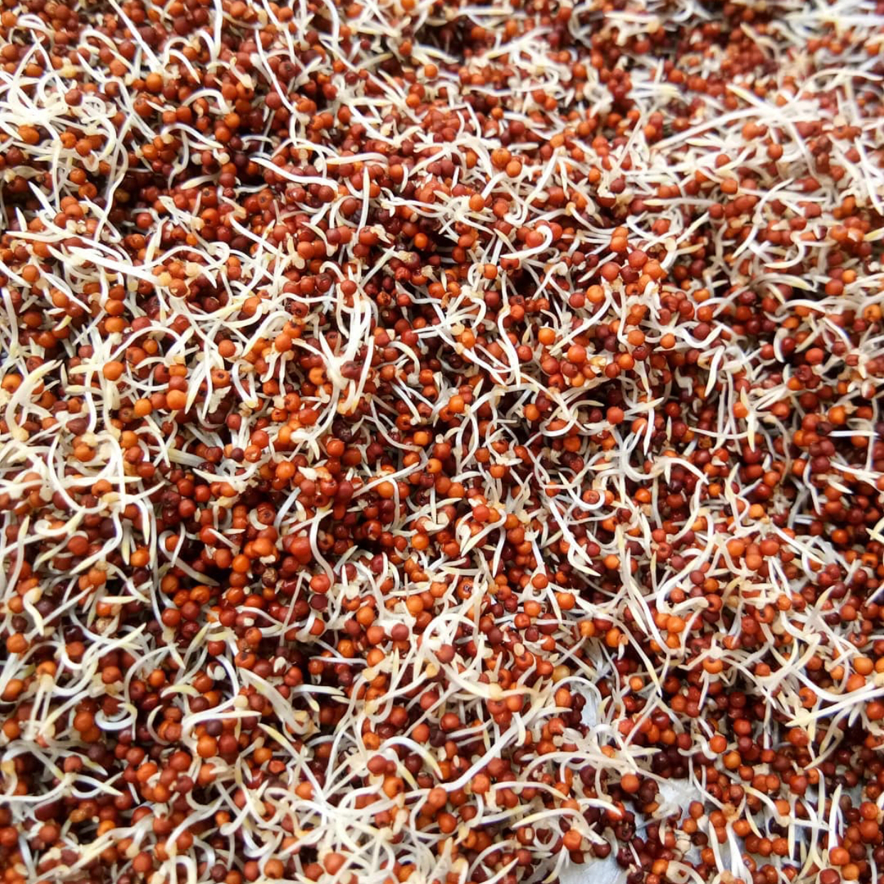 Ragi
