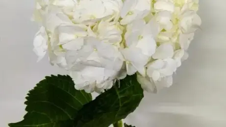 Buy Hydrangea online at best price | JAISREE FLORA