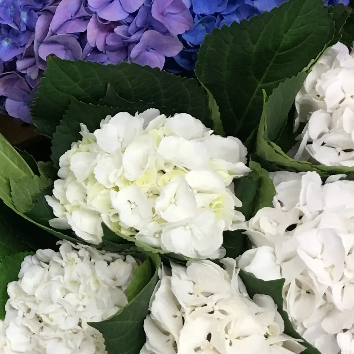 Buy Hydrangea online at best price | JAISREE FLORA
