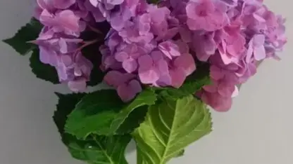 Buy Hydrangea online at best price | JAISREE FLORA