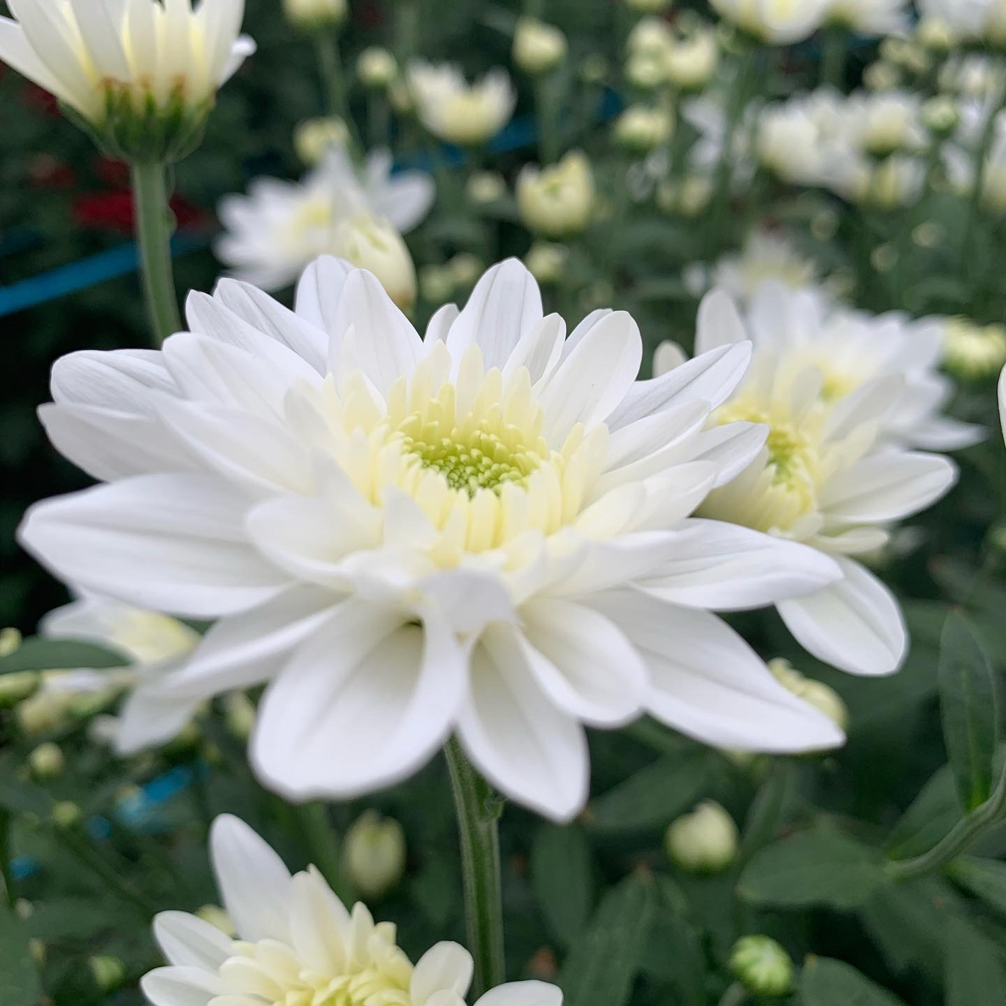 Buy Chrysanthemum online at best price | JAISREE FLORA