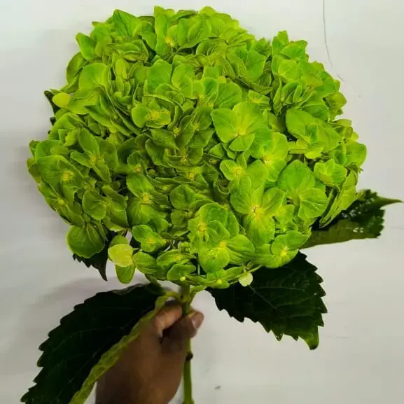Buy Hydrangea online at best price | JAISREE FLORA