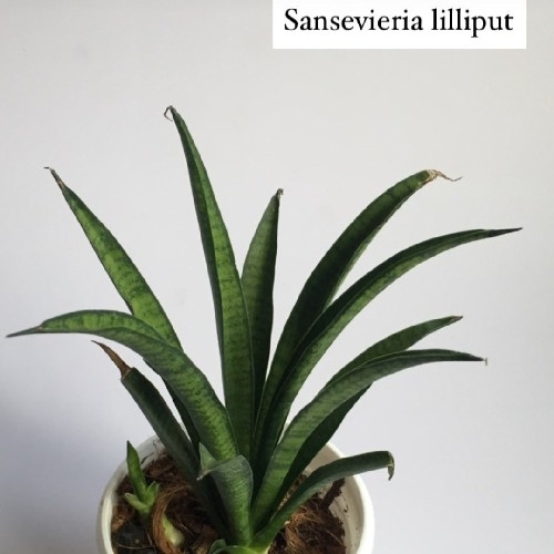 Buy Sansevieria Lilliput online at best price | pot palace
