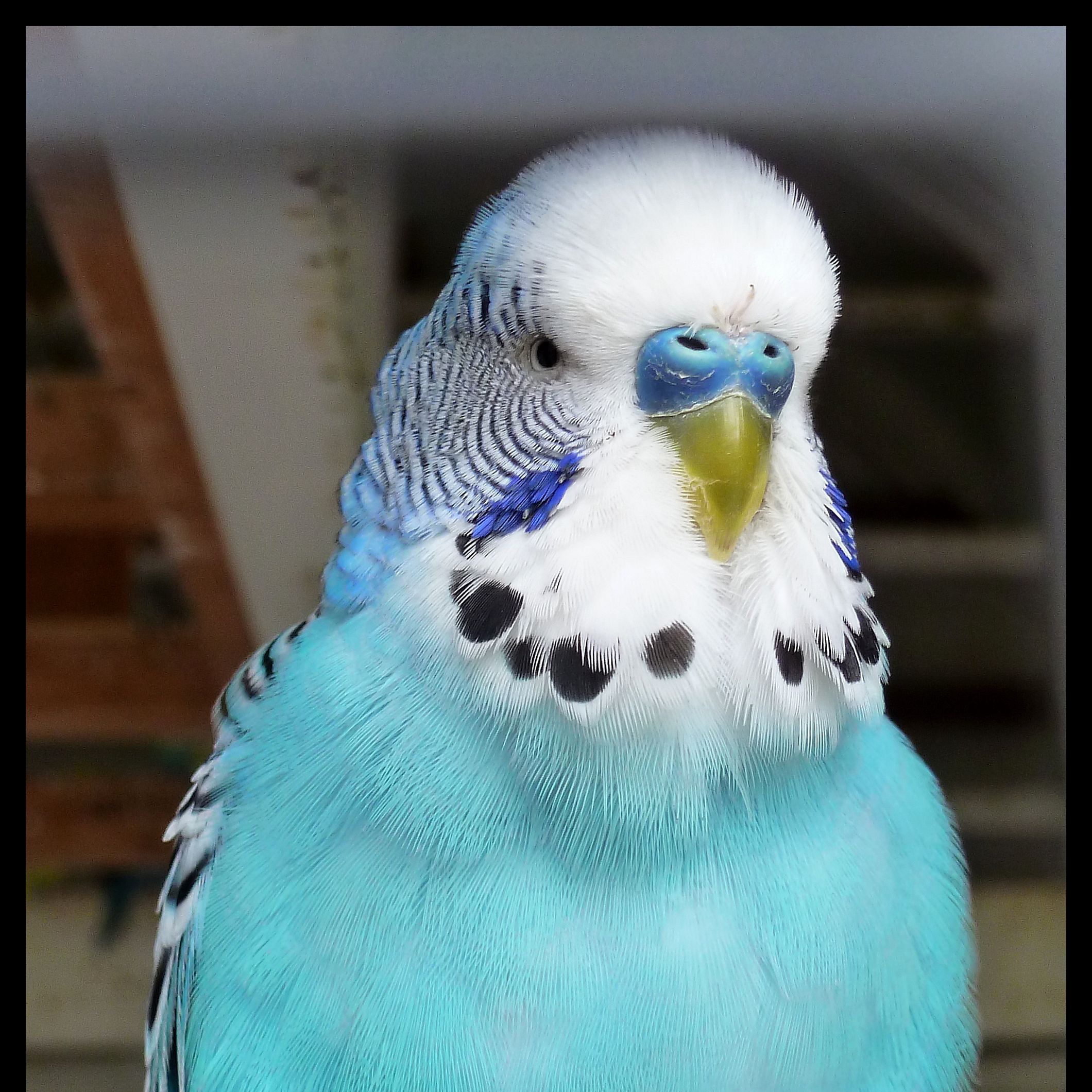 Pet Birds Shops That Sell Budgies Near Me Love Birds Budgie