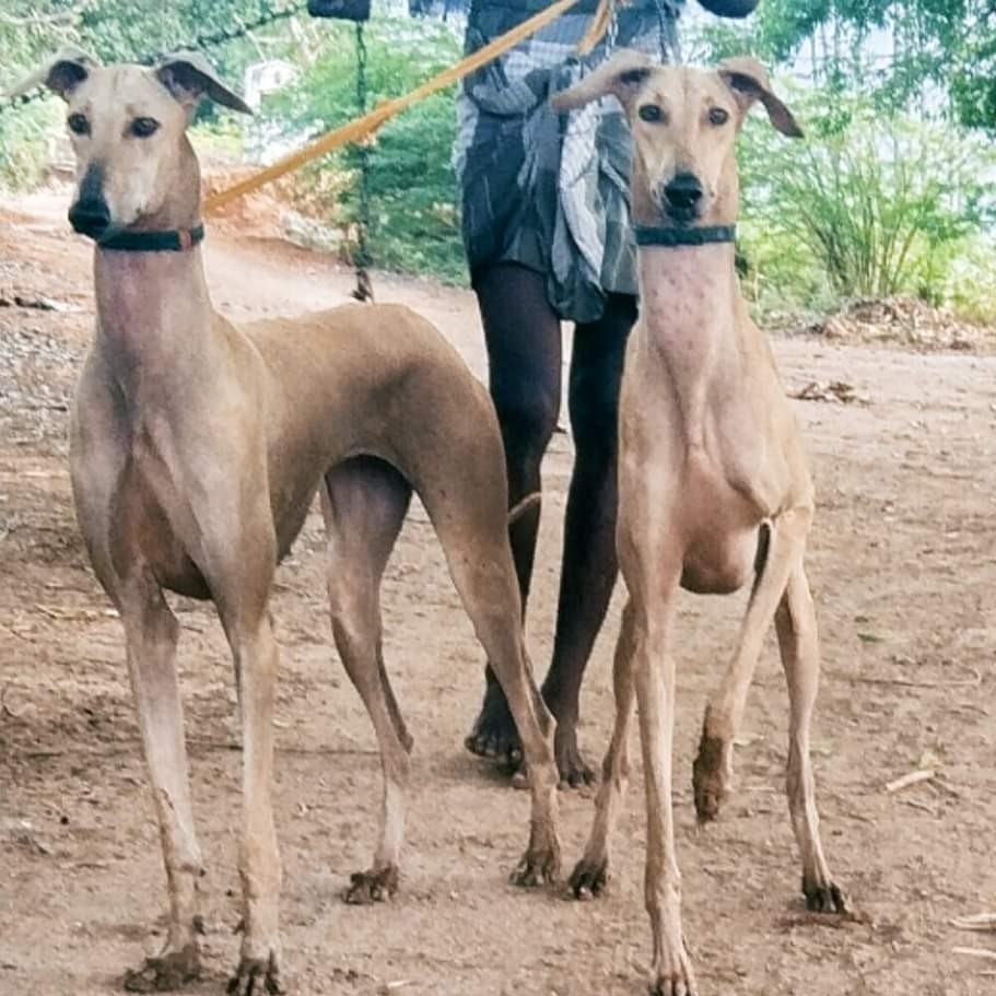 Chippiparai Kanni Dog Price Tamil Nadu Rajapalayam Kanni Dog Price