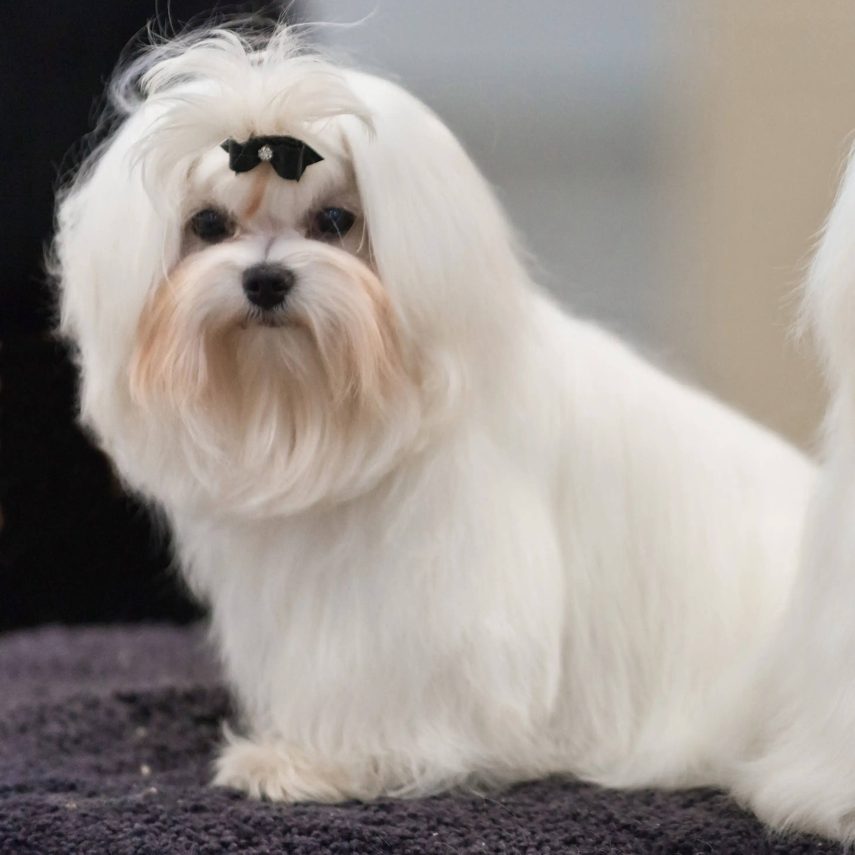Buy Maltese Puppy online at best price VNP KENNEL Pets Store