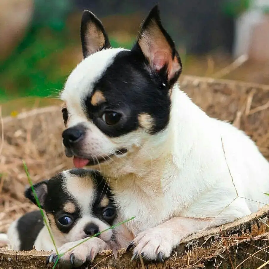 Dog Price In India Chihuahua Dogs Near Me Teacup Puppies Teacup