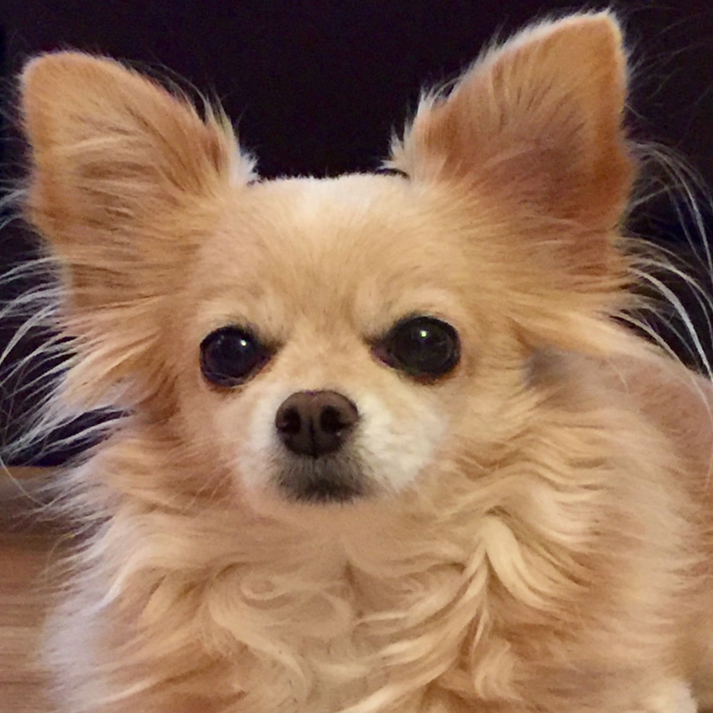 Buy Chihuahua Puppy online at best price VNP KENNEL Pets Store