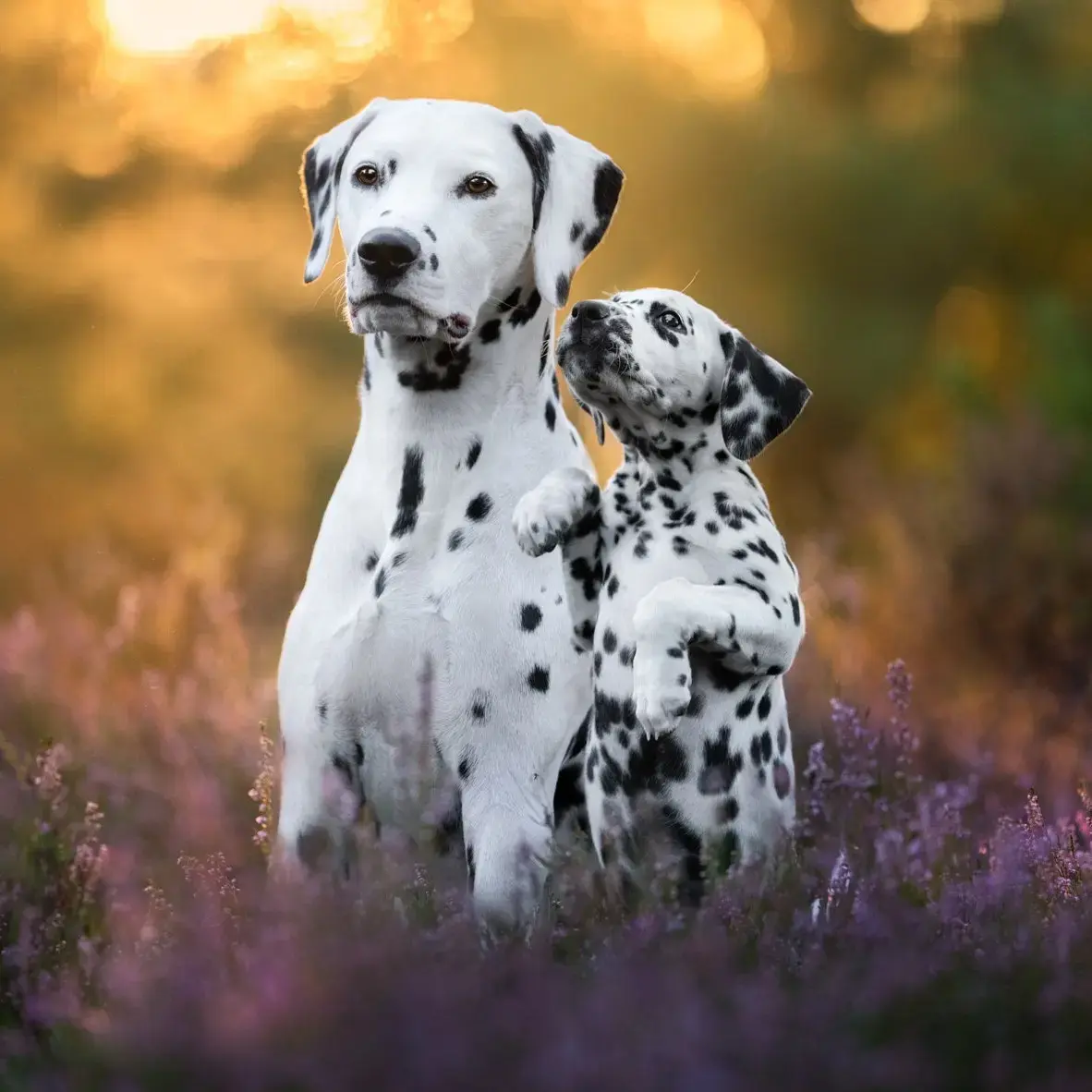 Buy Dalmatian Puppy online at best price VNP KENNEL Pets Store