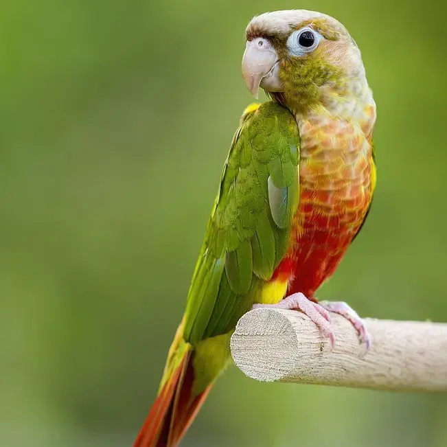 Buy Pineapple Conure online at best price VNP KENNEL Pets Store