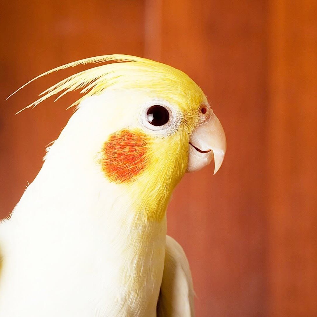 Cockatiel Popular Pet Birds Buy Cockatiel Online At Best Price VNP
