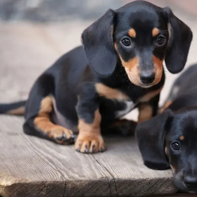 Buy Dachshund Puppy online at best price VNP KENNEL Pets Store