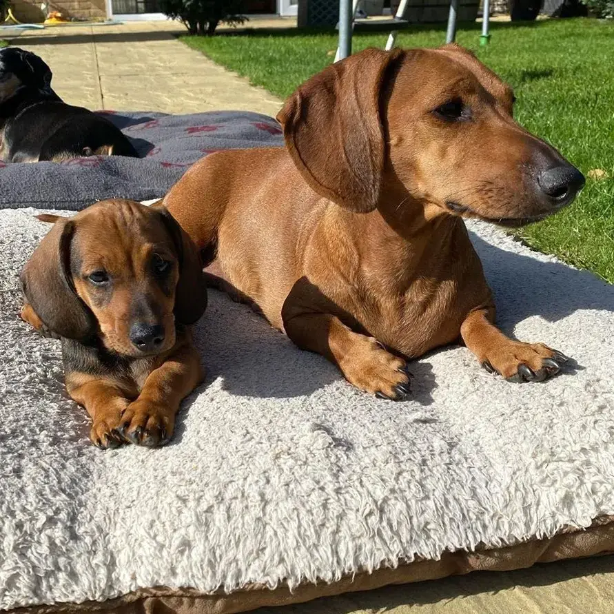 Buy Dachshund Puppy online at best price VNP KENNEL Pets Store