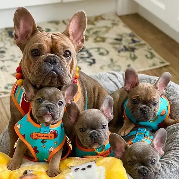 Buy French bull Puppy online at best price VNP KENNEL Pets Store