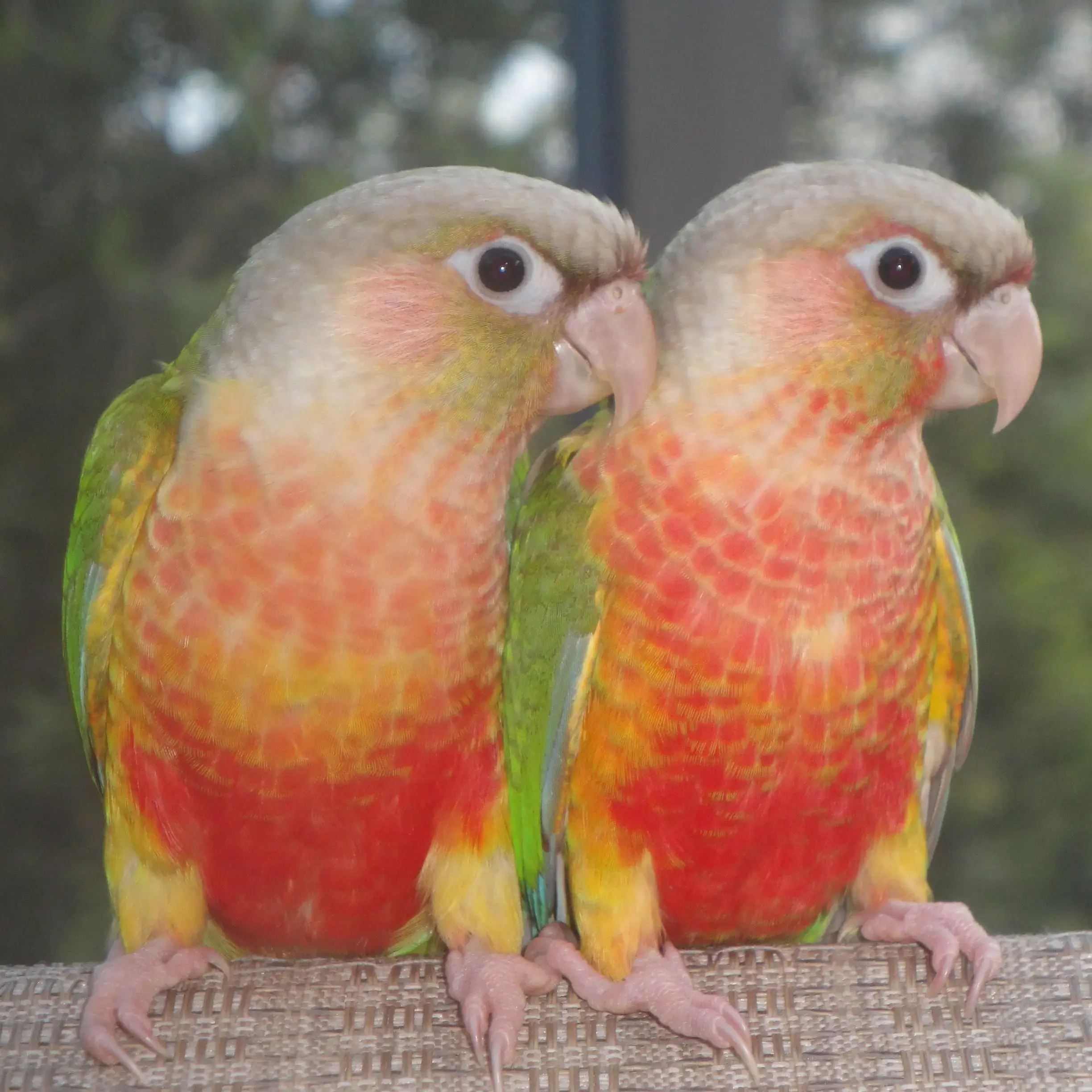 Buy Pineapple Conure online at best price VNP KENNEL Pets Store