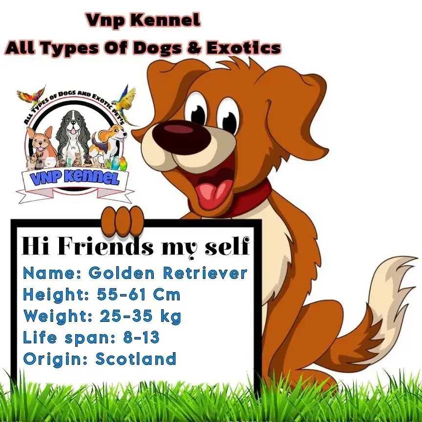 Buy Golden retriever puppy online at best price VNP KENNEL