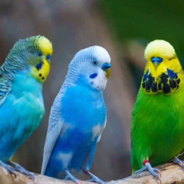 Buy Budgerigar Birds 1pair online at best price VNP KENNEL