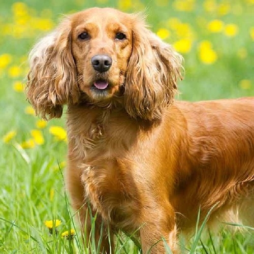 Vs American Cocker English Cocker Spaniel Intelligence Springer