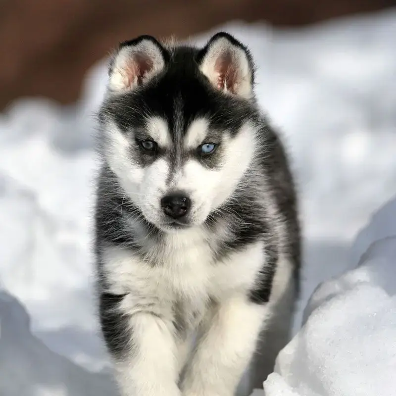 Husky Dog Small Puppy Small Husky Baby Husky Small Puppy White