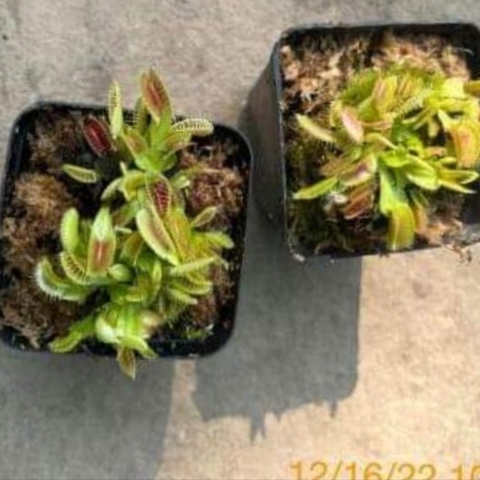 Venus Fly Trap - 1