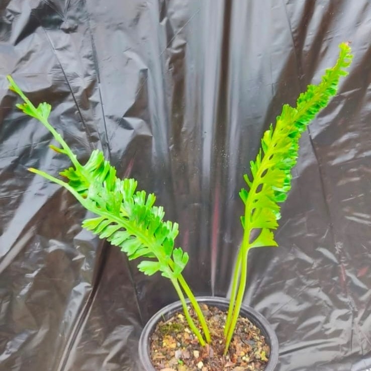 Plastic Fern - 1