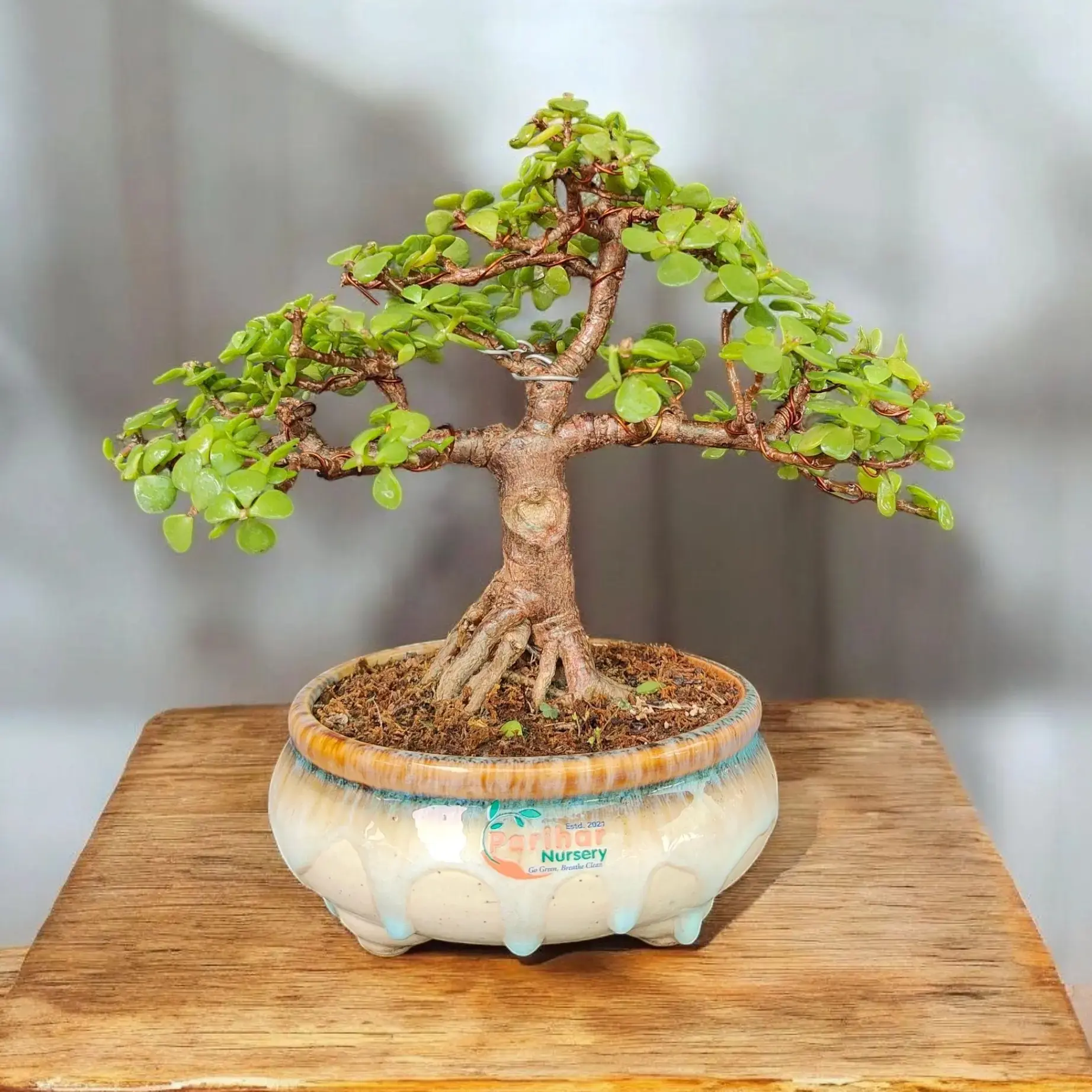 Buy JADE BONSAI PN 1178 online at best price | Parihar Nursery and Bonsai