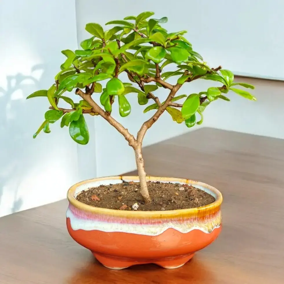 Malpighia Bonsai