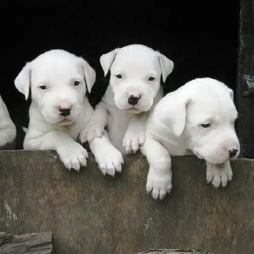 Puppy Dogo Argentino Buy Dogo Argentino Puppies Online At Best