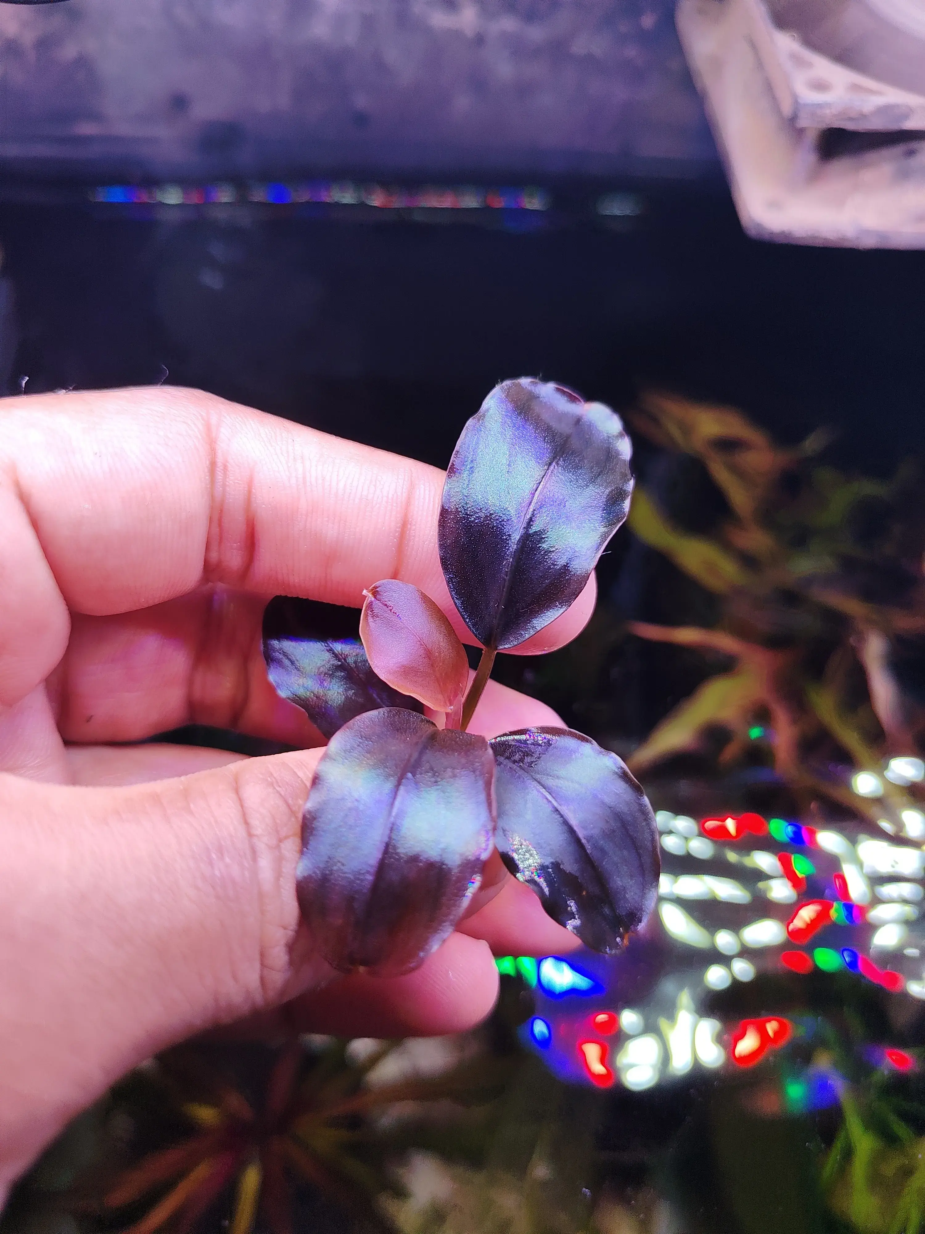 水草 BUCEPHALANDRA Black Moon for Shima 水草 BUCEPHALANDRA Black Moon for Shima BUCEPHALANDRA Black Moon